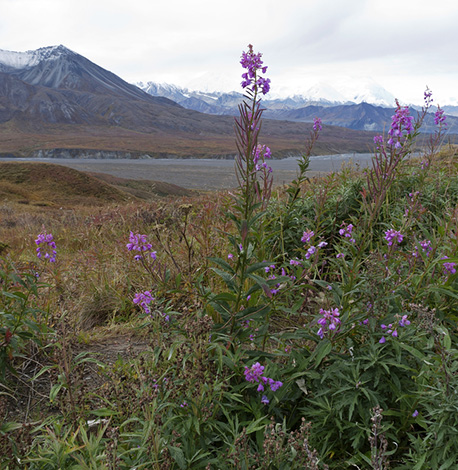 image of Denali bus tour