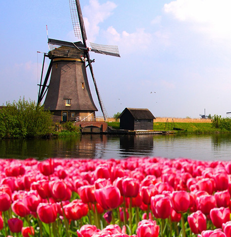 image of windmill in field of tulips