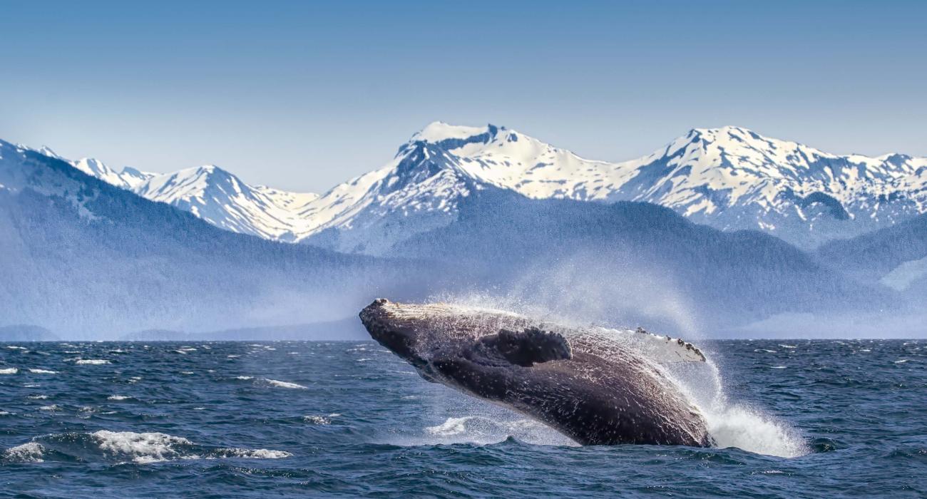Whale jumps out of the water