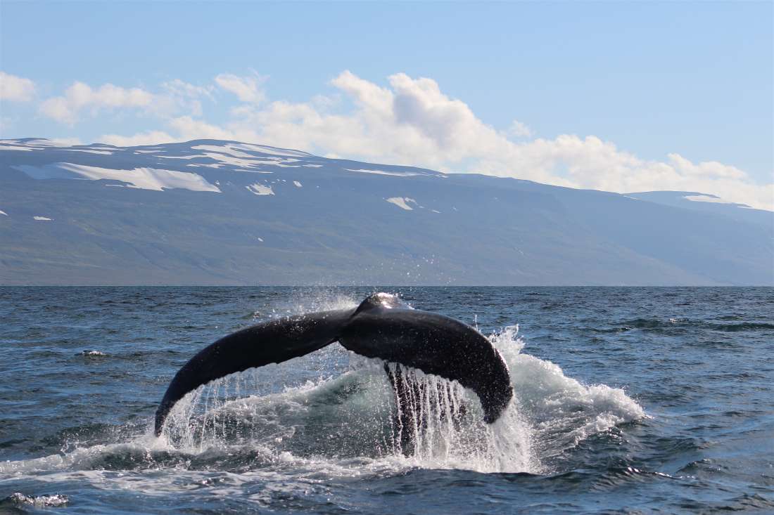 Whale