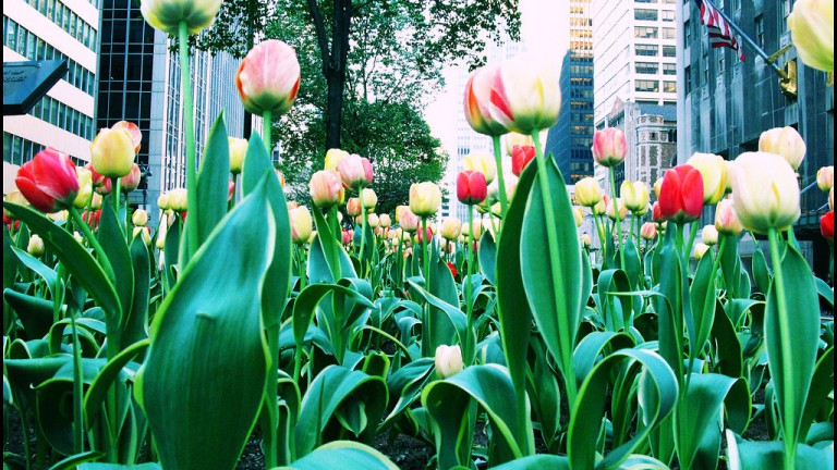 Flowers in New York City