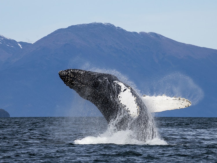 Whale-sighting in Alaska