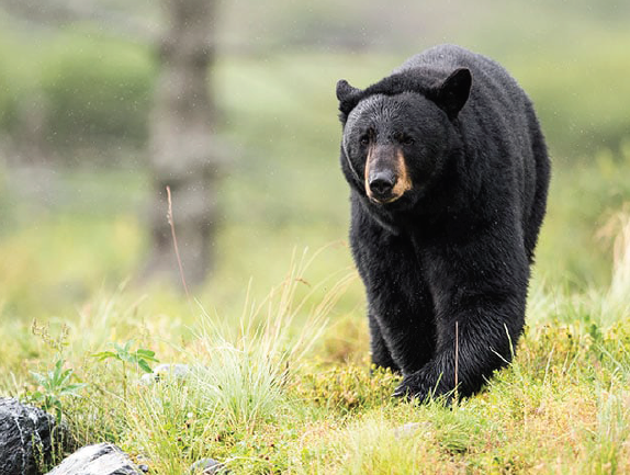Bear