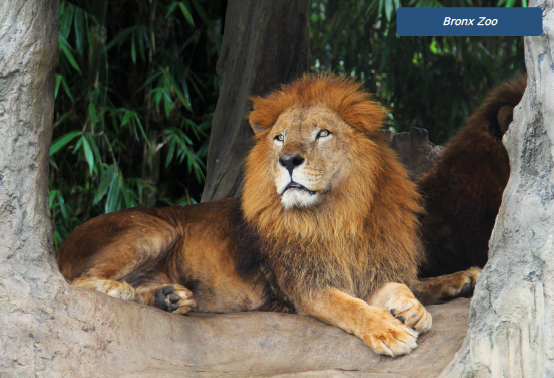image of lion at Bronx Zoo