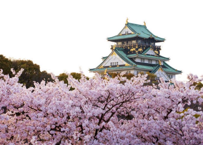 Image of cherry blossoms in Japan