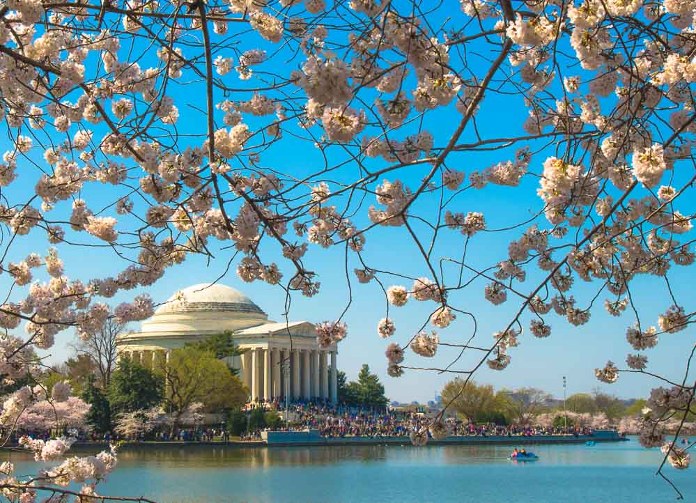 Cherry Blossoms Washington, DC