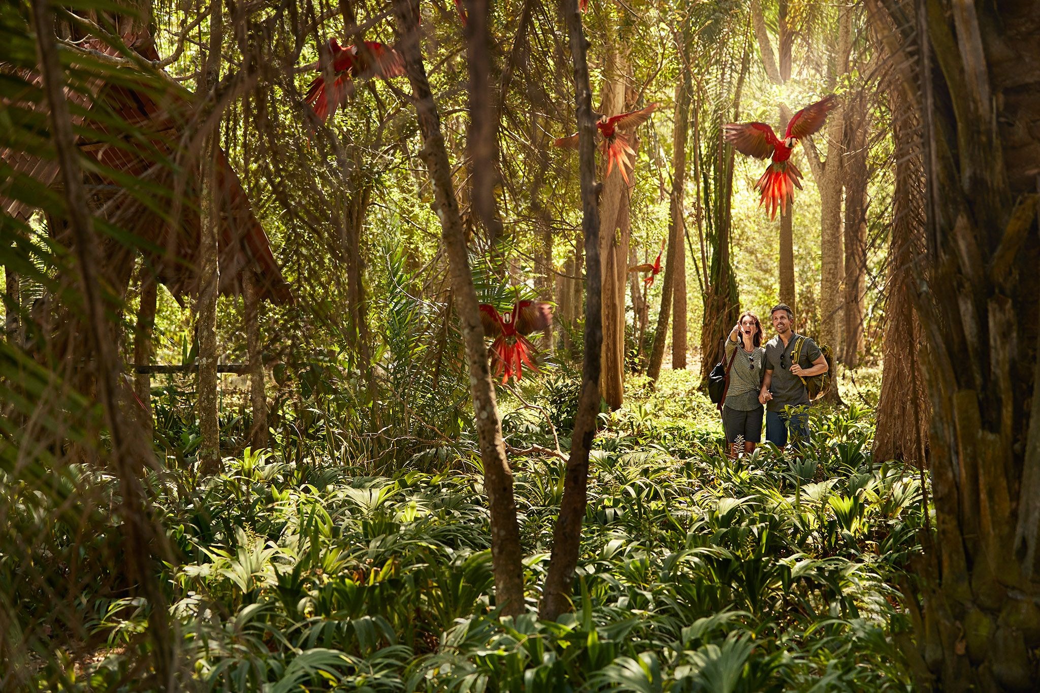 image of tourists in the jungle admiring exotic birds