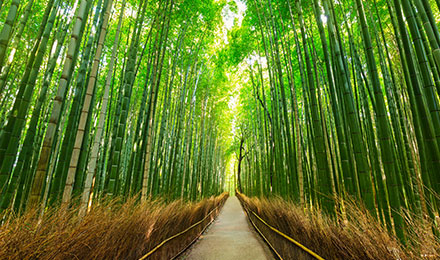 image of forest in Japan