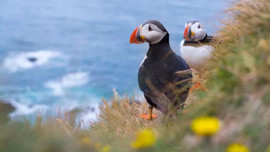 image of Atlantic puffins