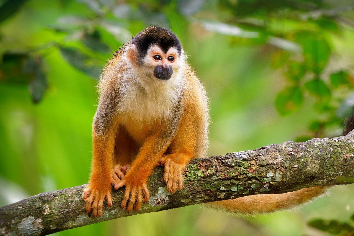 image of squirrel monkey in a tree