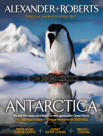 image of penguin in Antarctica