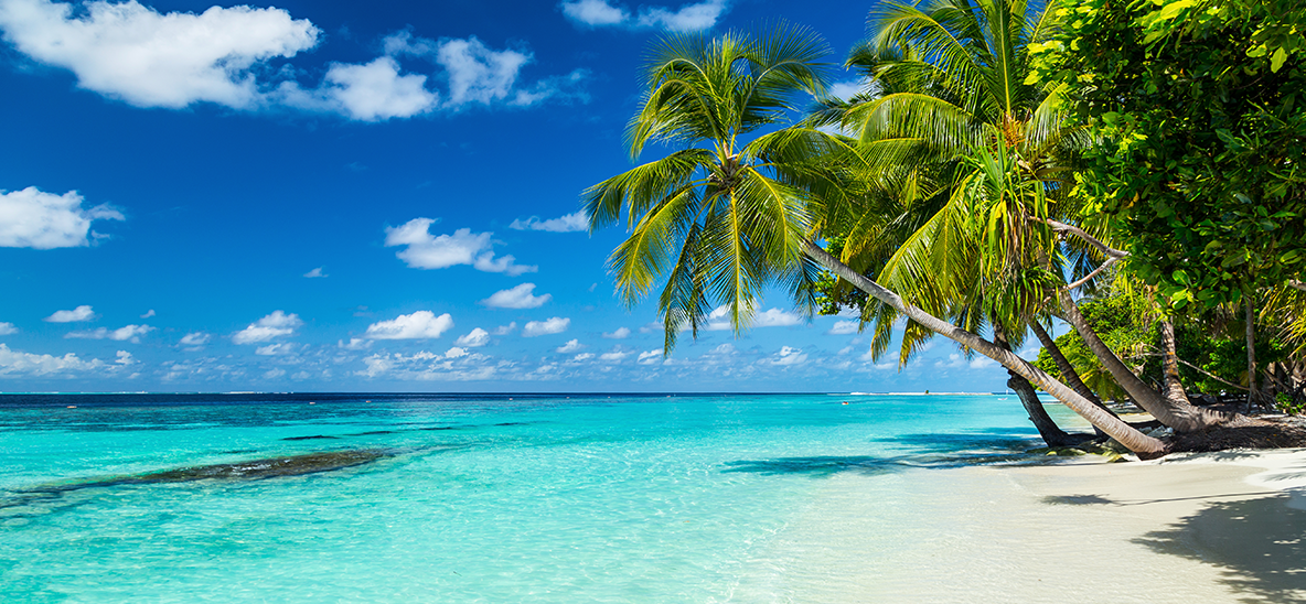 image of island beach with palm trees