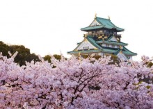 Image of cherry blossoms in Japan