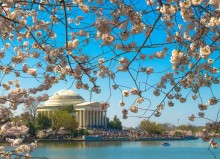 Cherry Blossoms Washington, DC