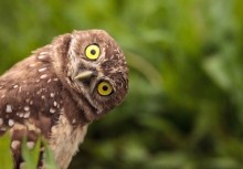image of curious burrowing owl