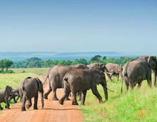 image of elephants on an African Safari Tour