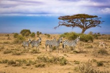 image of Zebras in South Africa