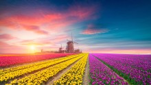 image of tulip field and windmill