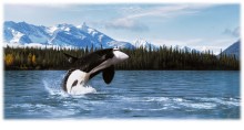 image of killer whale jumping out of water in Alaska