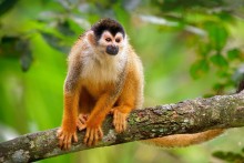 image of squirrel monkey in a tree