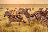 African Travel Consultants
