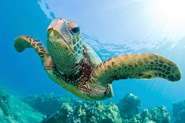 South Pacific Travel Consultants